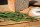 Bio Salzkraut, (Salicornia europaea), im 12cm Topf