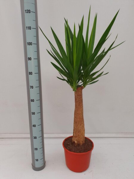 XL Yucca-Palme, Palm-Lilie, (Yucca elephantipes), 1 Stamm, ca. 110 cm hoch