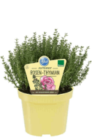 Bio Rosen-Thymian (Thymus ssp.) im 12cm Topf