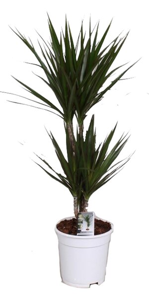 Drachenbaum Sorte: Marginata Bicolor, im 17cm Topf, ca. 70cm hoch, 2 Stämme 10 und 30cm (Dracaena marginata)