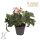 Lenzrose, (Helleborus orientalis), Sorte: Ice n Roses Picotee, im ca. 15cm Topf