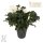 Christrose, (Helleborus niger), Sorte: Joel, im 13cm Topf, ca. 35cm hoch