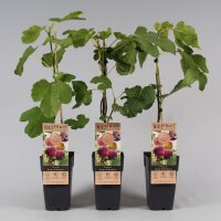 Echte Feige, (Ficus carica), Sorte: Rouge de Bordeaux, im 15cm Topf, ca. 50cm hoch