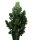 Wolfsmilch Kaktus, (Euphorbia ingens), Sorte: Aeritrea, ca. 70cm hoch im ca. 19cm Topf