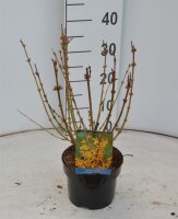 Goldglöckchen, (Forsythia intermedia), Sorte:...