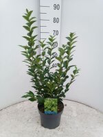 Liguster, (Ligustrum ovalifolium), im 21cm Topf, ca. 60cm...