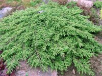 Kriechwacholder, (Juniperus communis), Sorte: Green Carpet, im 19cm Topf, ca. 25cm hoch