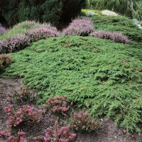 Kriechwacholder, (Juniperus communis), Sorte: Green Carpet, im 19cm Topf, ca. 25cm hoch