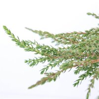 Kriechwacholder, (Juniperus communis), Sorte: Green...