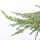 Kriechwacholder, (Juniperus communis), Sorte: Green Carpet, im 23cm Topf, ca. 25cm hoch