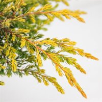 Gelber Kriechwacholder, (Juniperus communis), Sorte: Goldschatz, im 19cm Topf, ca. 25cm hoch