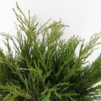 Tamarisken Wacholder, (Juniperus sabina), im 19cm Topf, ca. 30cm hoch