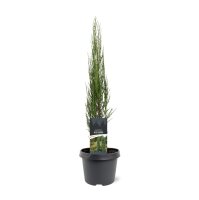 Zypressen Wacholder, (Juniperus scopulorum), Sorte: Blue Arrow, im 23cm Topf, ca. 70cm hoch