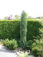 Zypressen Wacholder, (Juniperus scopulorum), Sorte: Blue Arrow, im 23cm Topf, ca. 70cm hoch