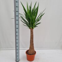 XL Yucca-Palme, Palm-Lilie, (Yucca elephantipes), 1...