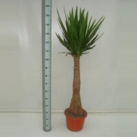 XL Yucca-Palme, Palm-Lilie, (Yucca elephantipes), 1 Stamm, ca. 150 cm hoch, im 32cm Topf