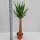 XL Yucca-Palme, Palm-Lilie, (Yucca elephantipes), 1 Stamm, ca. 150 cm hoch, im 32cm Topf