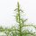 Hahnenkamm-Sicheltanne, (Cryptomeria japonica), Sorte: Elegans Viridis, im 23cm Topf, ca. 45cm hoch