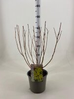 Fasanenspiere, (Physocarpus opulifolius), Sorte: Minange...