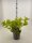 Fasanenspiere, (Physocarpus opulifolius), Sorte: Minange Angel Gold ®, im 19cm Topf, ca. 50cm hoch