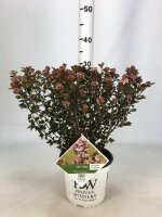 Fasanenspiere, (Physocarpus opulifolius), Sorte: Tiny Wine ®, im 19cm Topf, ca. 50cm hoch