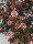 Fasanenspiere, (Physocarpus opulifolius), Sorte: Tiny Wine ®, im 19cm Topf, ca. 50cm hoch