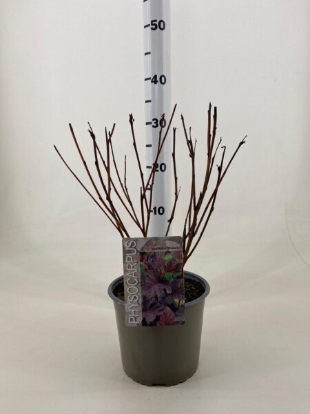 Fasanenspiere, (Physocarpus opulifolius), Sorte: Diabolo, im 19cm Topf, ca. 50cm hoch