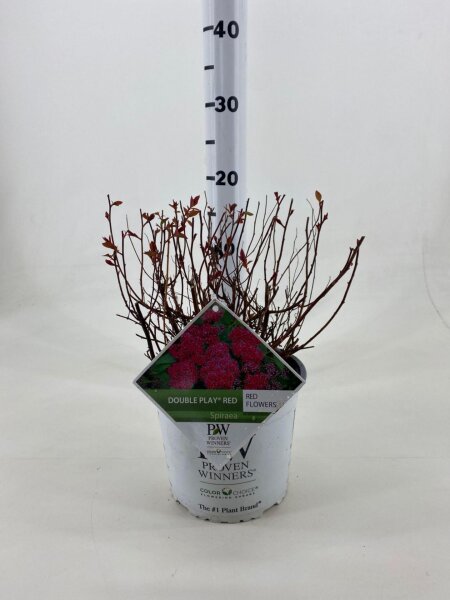 Spirea, (Spiraea japonica), Sorte: Double Play Red, im 19cm Topf, ca. 35cm hoch