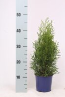 Lebensbaum, (Thuja occidentalis), Sorte: Smaragd, im 13cm...