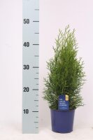 Lebensbaum, (Thuja occidentalis), Sorte: Smaragd, im 13cm Topf, ca. 40cm hoch