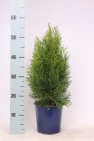 Lebensbaum, (Thuja occidentalis), Sorte: Smaragd, im 17cm Topf, ca. 55cm hoch