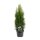 Lebensbaum, (Thuja occidentalis), Sorte: Smaragd, im 19cm Topf, ca. 60cm hoch