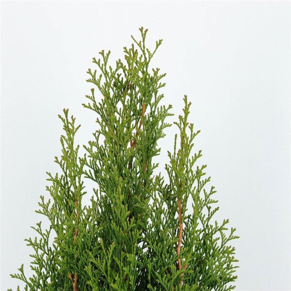 Lebensbaum, (Thuja occidentalis), Sorte: Smaragd, im 21cm Topf, ca. 70cm hoch