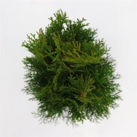 Lebensbaum, (Thuja occidentalis), Sorte: Smaragd, im 26cm...