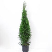 Lebensbaum, (Thuja occidentalis), Sorte: Smaragd, im 26cm Topf, ca. 110cm hoch