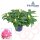 Rhododendron, (Rhododendron), Sorte: Rhodo Xxl Hortinno® Garden, im 19cm Topf, ca. 50cm hoch
