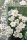 Gemeiner Fingerstrauch, (Potentilla fruticosa), Sorte: Mc Kays White, im 19cm Topf, ca 25cm hoch