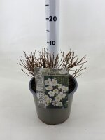 Gemeiner Fingerstrauch, (Potentilla fruticosa), Sorte: Abbotswood, im 19cm Topf, ca 25cm hoch