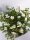 Gemeiner Fingerstrauch, (Potentilla fruticosa), Sorte: Abbotswood, im 19cm Topf, ca 25cm hoch