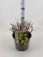 Gemeiner Fingerstrauch, (Potentilla fruticosa), Sorte: Goldfinger, im 19cm Topf, ca 25cm hoch