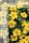 Gemeiner Fingerstrauch, (Potentilla fruticosa), Sorte: Goldfinger, im 19cm Topf, ca 25cm hoch
