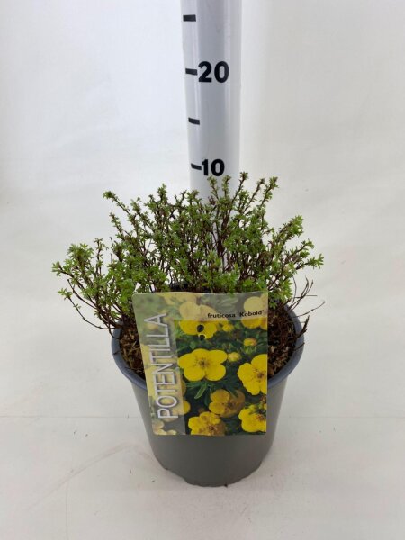 Gemeiner Fingerstrauch, (Potentilla fruticosa), Sorte: Kobold, im 19cm Topf, ca 25cm hoch