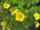 Gemeiner Fingerstrauch, (Potentilla fruticosa), Sorte: Kobold, im 19cm Topf, ca 25cm hoch