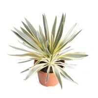 Kerzen-Palmlilie, (Yucca gloriosa), Sorte: Citrus, im...