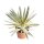 Kerzen-Palmlilie, (Yucca gloriosa), Sorte: Citrus, im 26cm Topf, ca. 50cm hoch