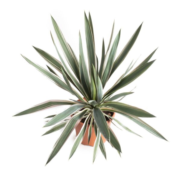 Kerzen-Palmlilie, (Yucca gloriosa), Sorte: Silver Bont, im 26cm Topf, ca. 50cm hoch