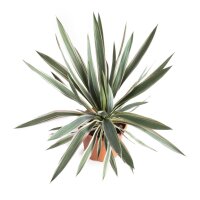 Kerzen-Palmlilie, (Yucca gloriosa), Sorte: Silver Bont,...