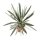 Kerzen-Palmlilie, (Yucca gloriosa), Sorte: Silver Bont, im 26cm Topf, ca. 50cm hoch