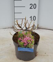 Weigelie, (Weigela), Sorte: Picobella Rosa, im 17cm Topf, ca 25cm hoch