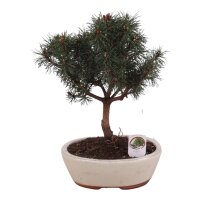 Bonsai Kiefer, (Pinus), in der 21cm Schale, ca. 30cm hoch